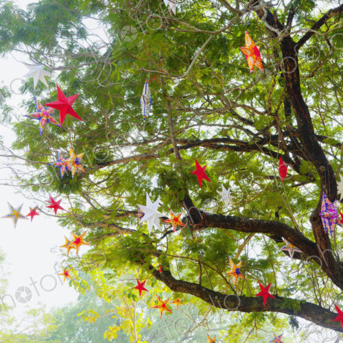 Decorative Stars in a Tree Decorative Stars in a Tree