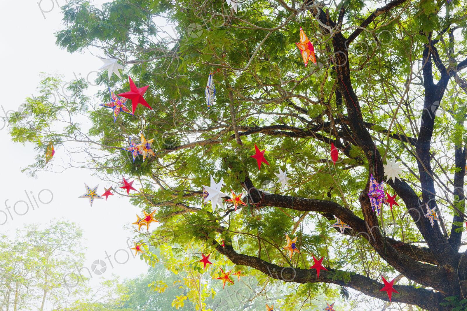 Decorative Stars in a Tree