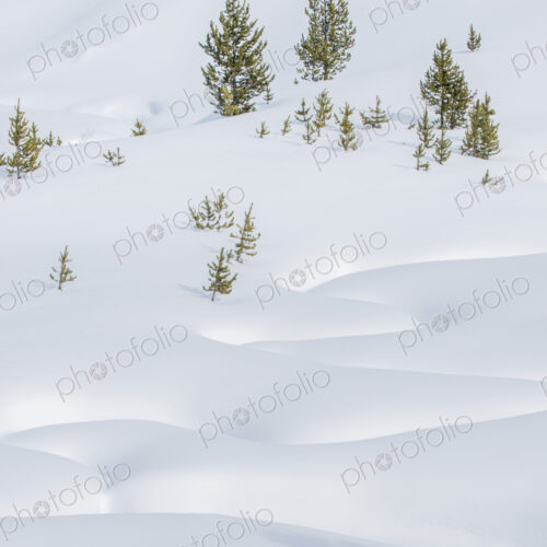 Deep snow on the ground in Yellowstone national park, winter.