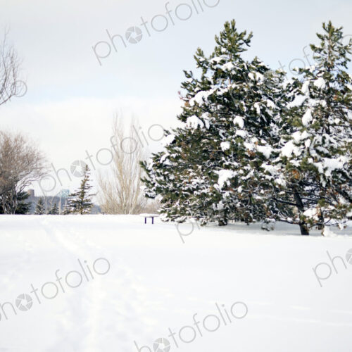 Deep snow, winter landscape, open space and tall trees, Deep snow, winter landscape, open space and tall trees,