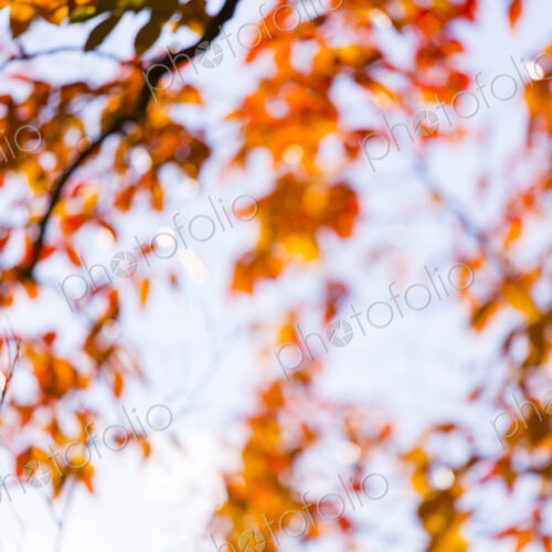Defocussed view of fall leaves on tree branches, low angle view, Washington Park…