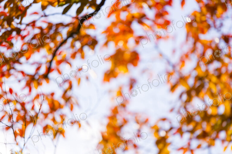 Defocussed view of fall leaves on tree branches, low angle view, Washington Park…