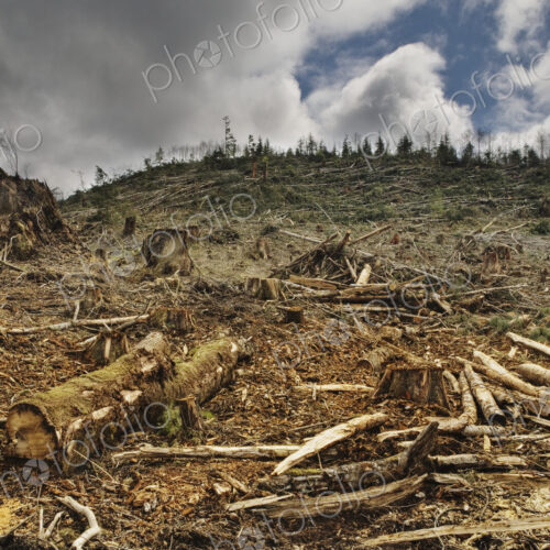 Deforested Area Deforested Area