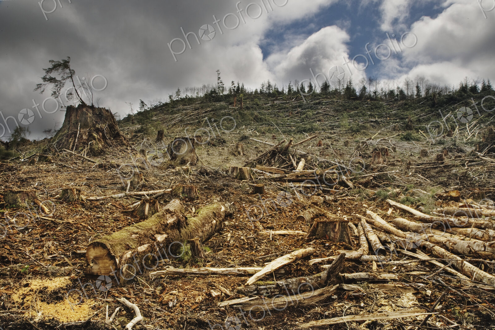 Deforested Area
