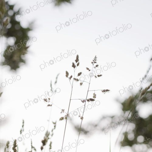 Delicate grasses viewed against the sky. Delicate grasses viewed against the sky.