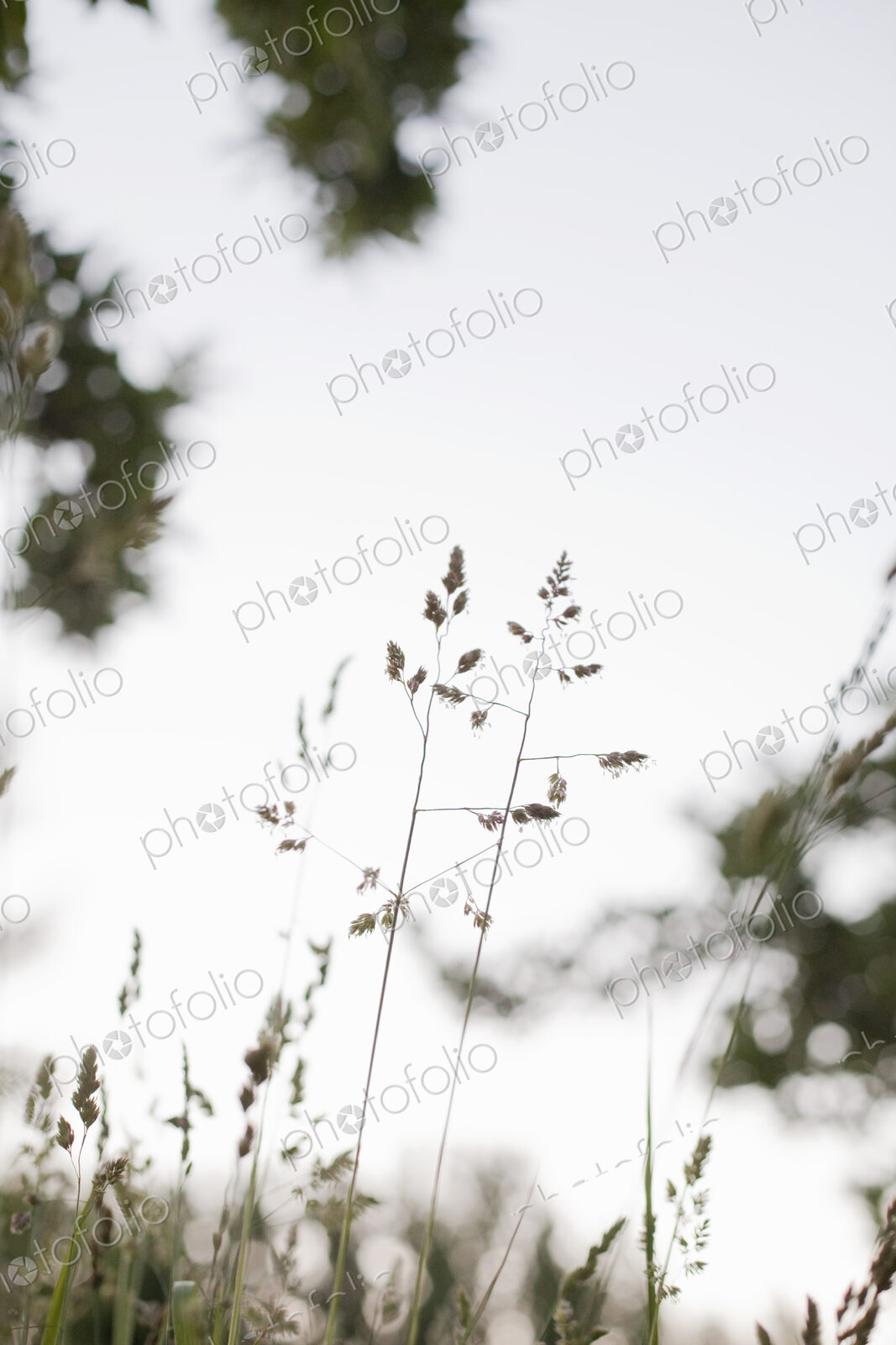 Delicate grasses viewed against the sky.