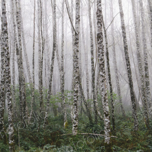 Dense woodland, alder trees with slim straight tree trunks in the mist. Dense woodland, alder trees with slim straight tree trunks in the mist.