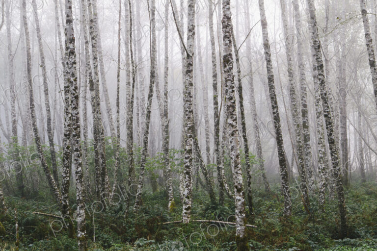 Dense woodland, alder trees with slim straight tree trunks in the mist.