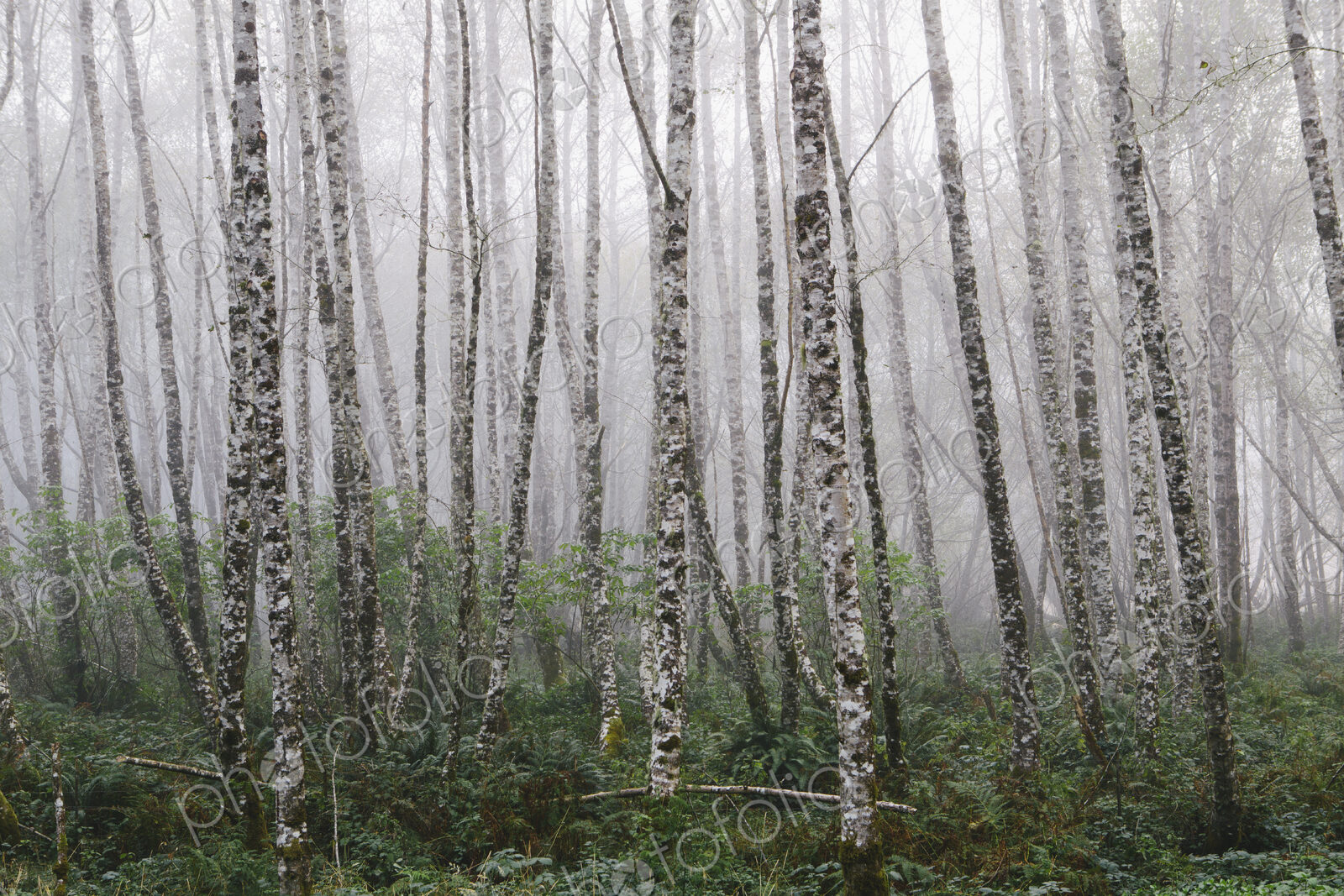 Dense woodland, alder trees with slim straight tree trunks in the mist.