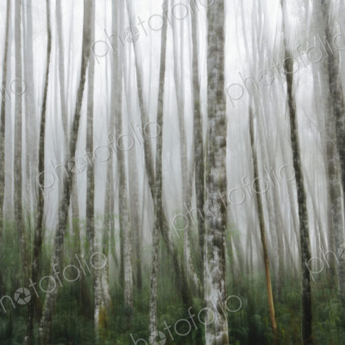 Dense woodland, alder trees with slim straight tree trunks in the mist. Dense woodland, alder trees with slim straight tree trunks in the mist.