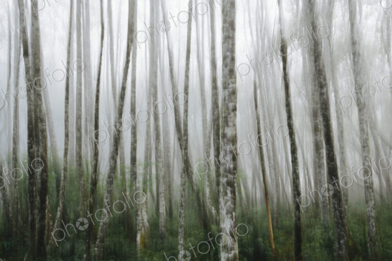 Dense woodland, alder trees with slim straight tree trunks in the mist.