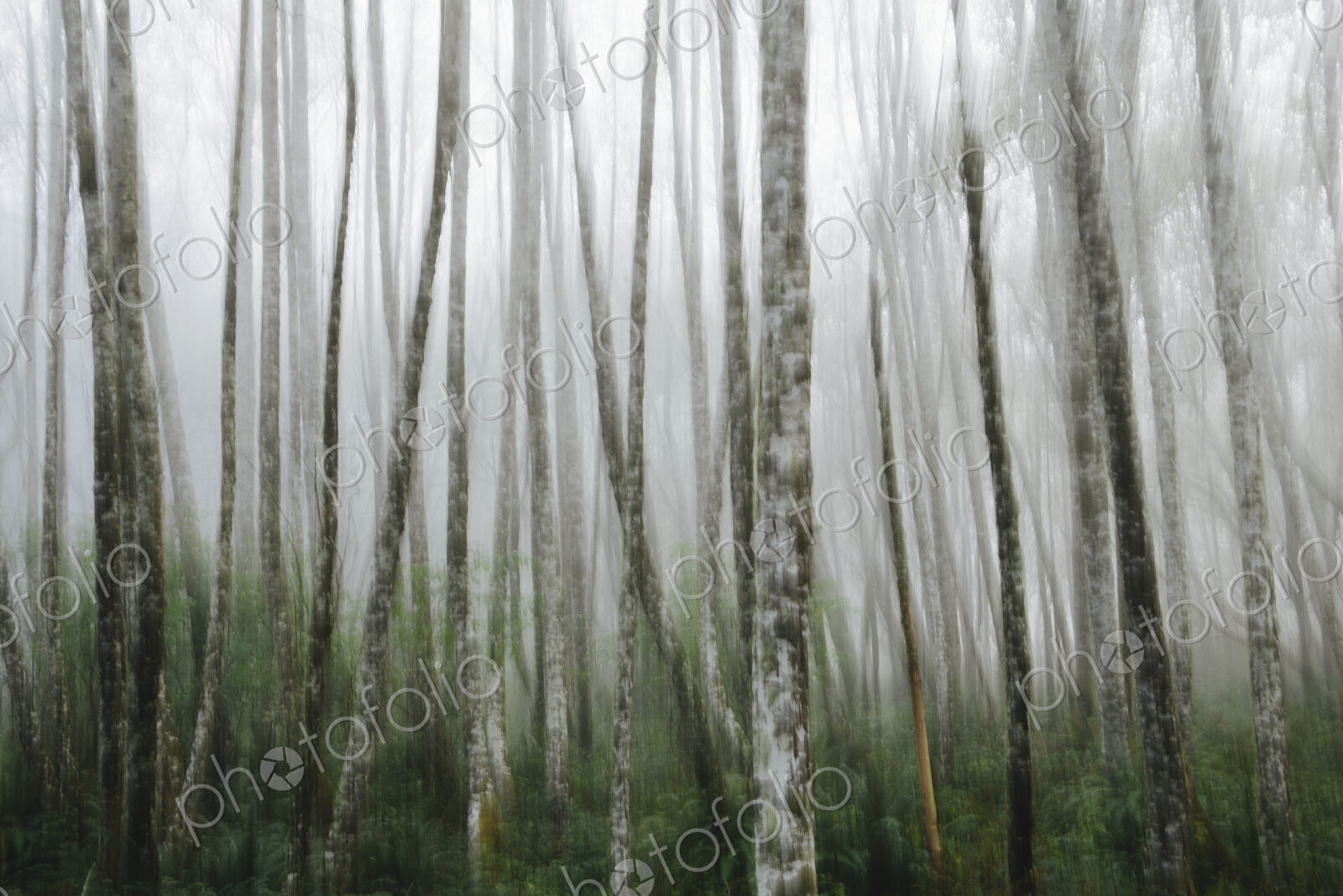 Dense woodland, alder trees with slim straight tree trunks in the mist.
