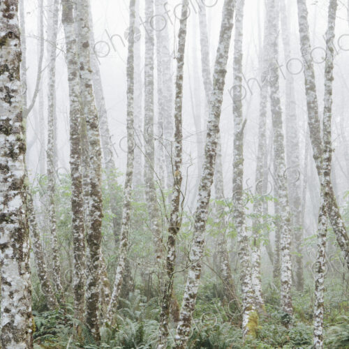 Dense woodland, alder trees with slim straight tree trunks in the mist. Dense woodland, alder trees with slim straight tree trunks in the mist.
