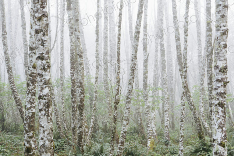 Dense woodland, alder trees with slim straight tree trunks in the mist.
