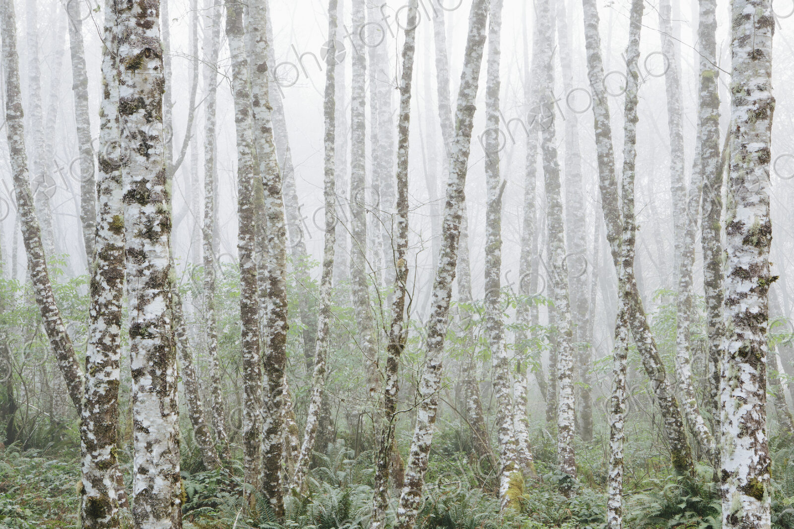 Dense woodland, alder trees with slim straight tree trunks in the mist.