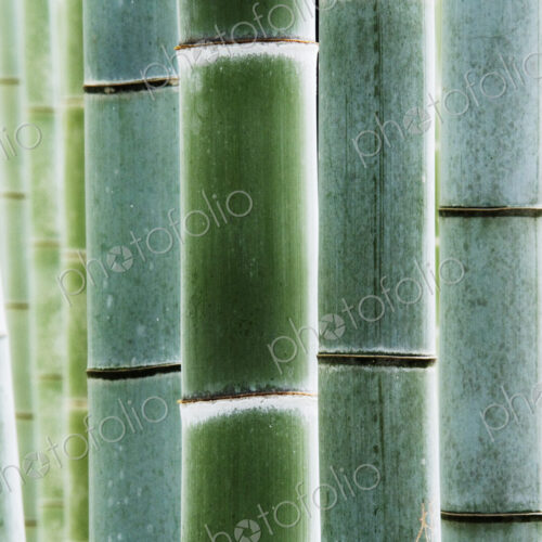 Detail of Bamboo in a Forest Detail of Bamboo in a Forest