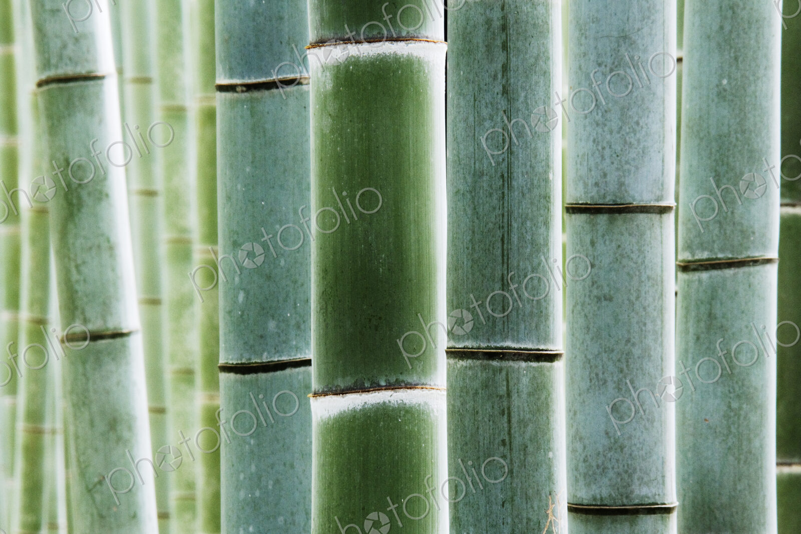 Detail of Bamboo in a Forest
