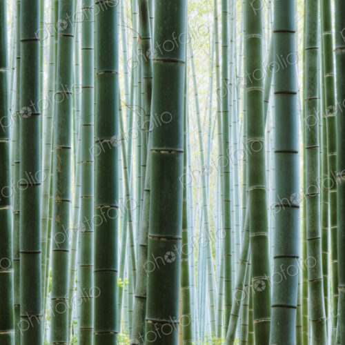 Detail of Bamboo in a Forest Detail of Bamboo in a Forest