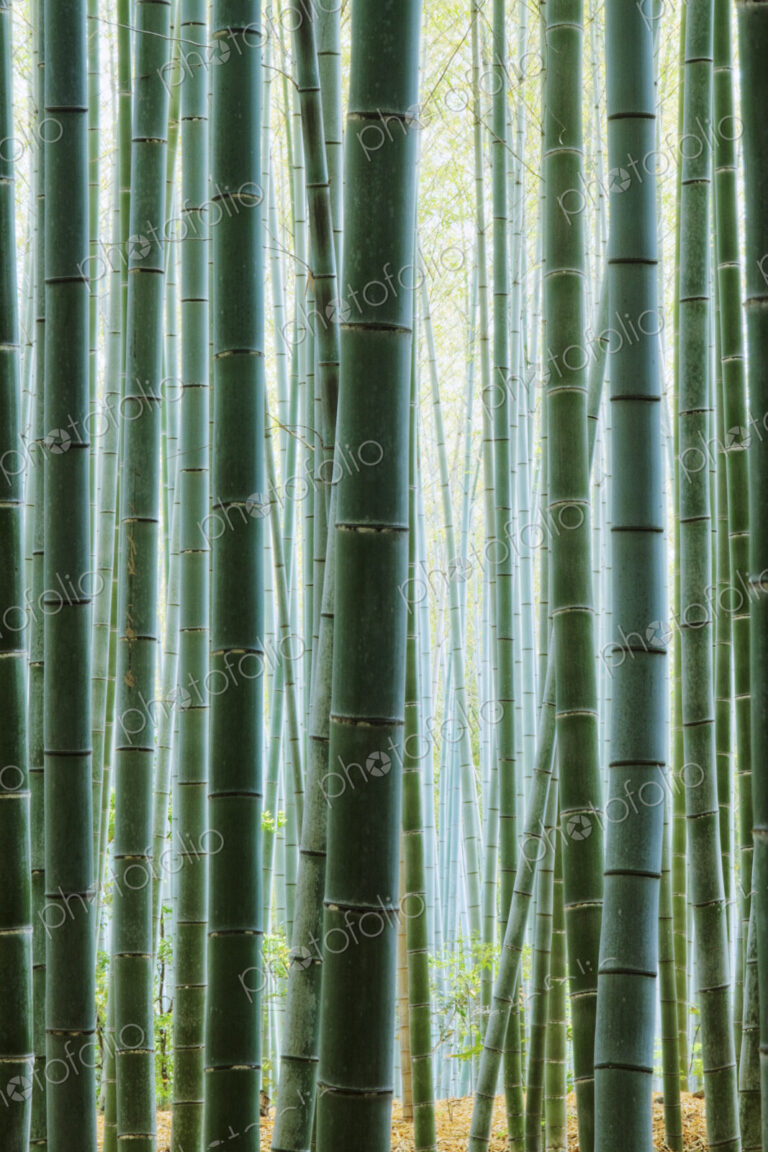 Detail of Bamboo in a Forest