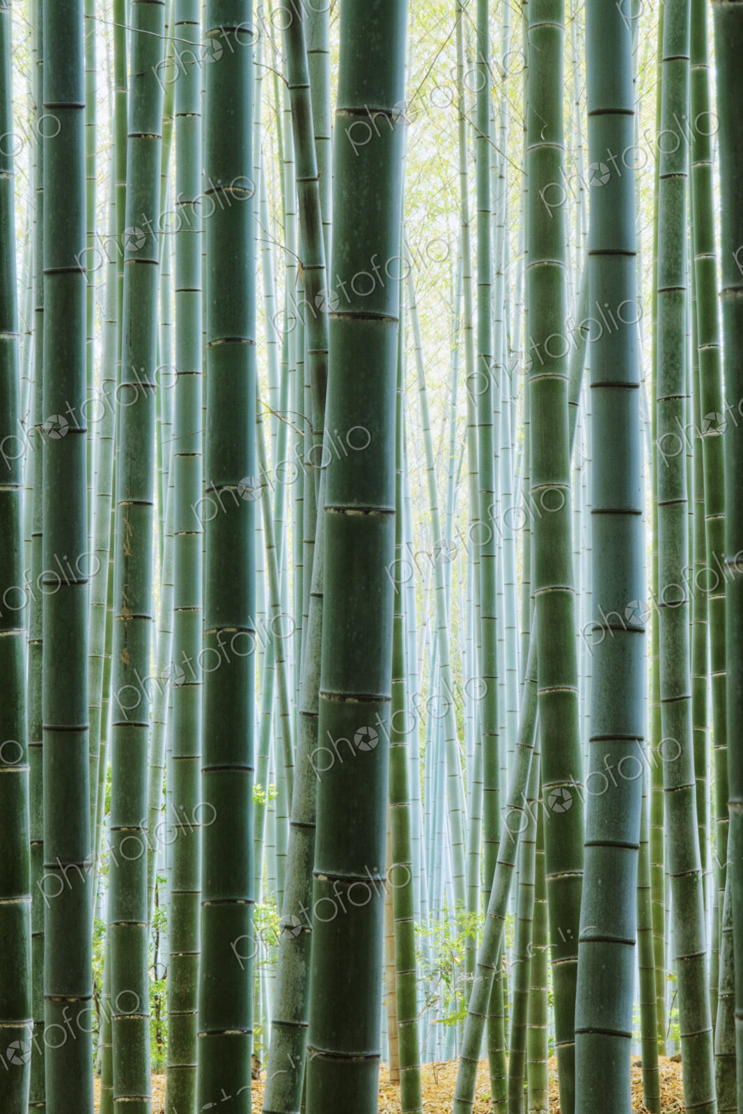 Detail of Bamboo in a Forest
