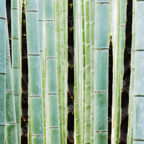 Detail of Bamboo in a Forest Detail of Bamboo in a Forest