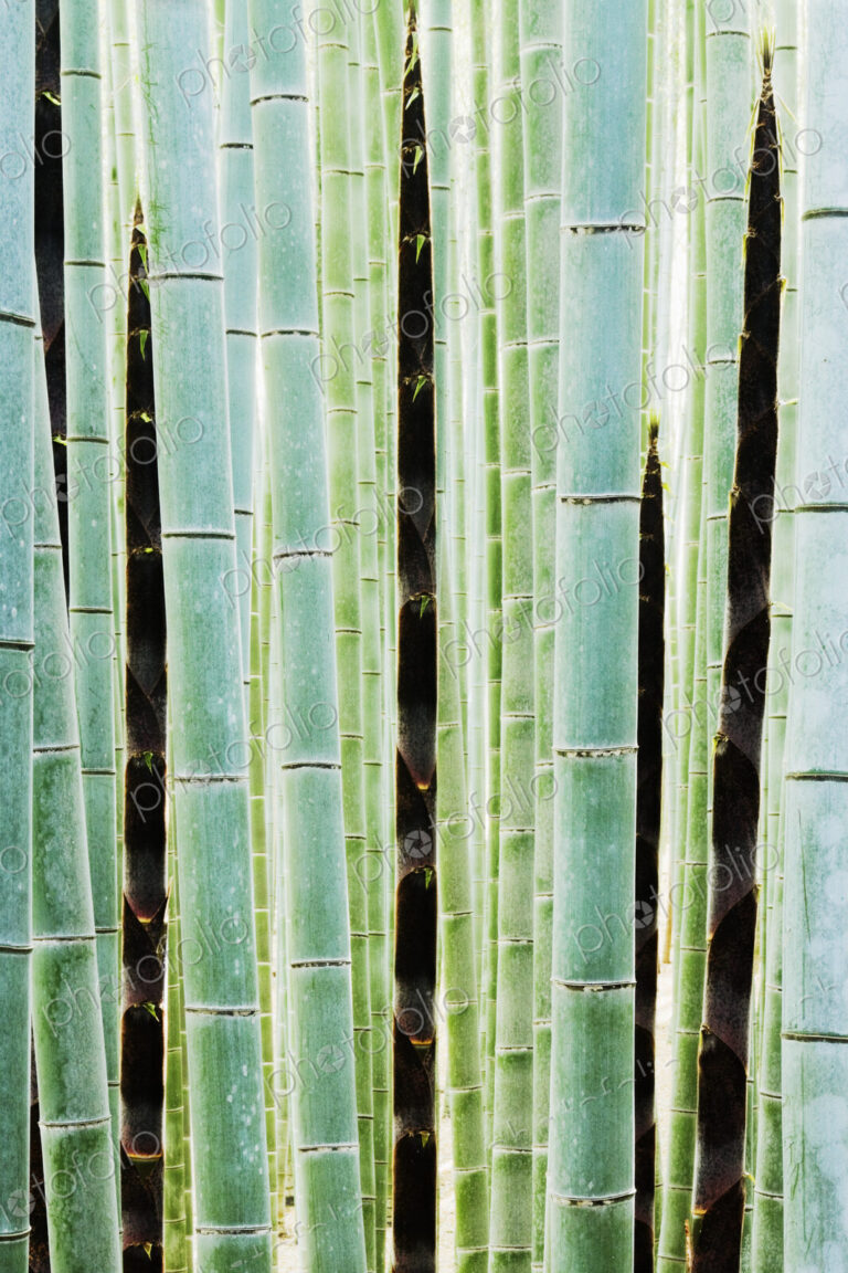 Detail of Bamboo in a Forest