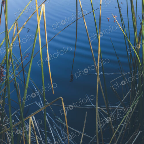 Detail of reeds and grass by calm waters of intertidal estuary at dawn Detail of reeds and grass by calm waters of intertidal estuary at dawn
