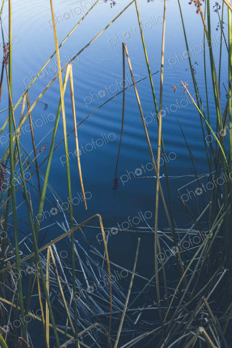 Detail of reeds and grass by calm waters of intertidal estuary at dawn