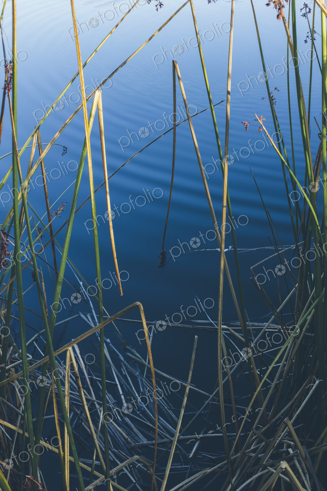 Detail of reeds and grass by calm waters of intertidal estuary at dawn