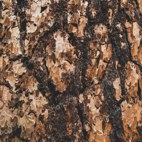 Detail of tree bark from old growth Jeffrey pine, Pinus jeffreyi, growing in the High… Detail of tree bark from old growth Jeffrey pine, Pinus jeffreyi, growing in the High…