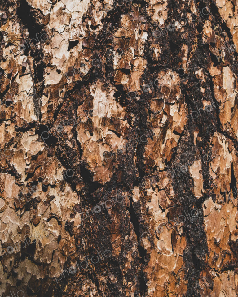 Detail of tree bark from old growth Jeffrey pine, Pinus jeffreyi, growing in the High…