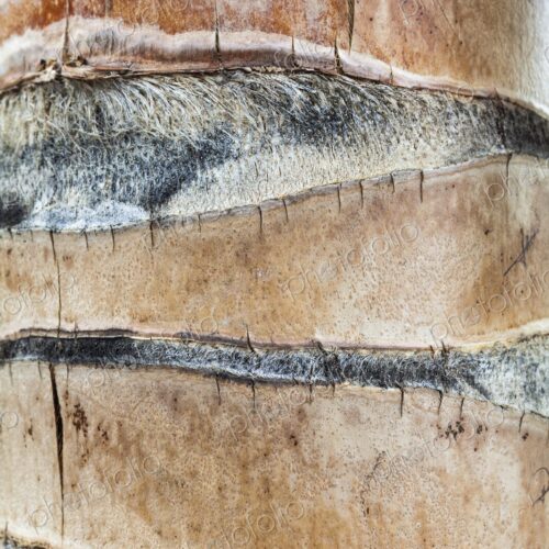 Detailed close-up of the textured trunk of a palm tree in Isla Mujeres, showing… Detailed close-up of the textured trunk of a palm tree in Isla Mujeres, showing…