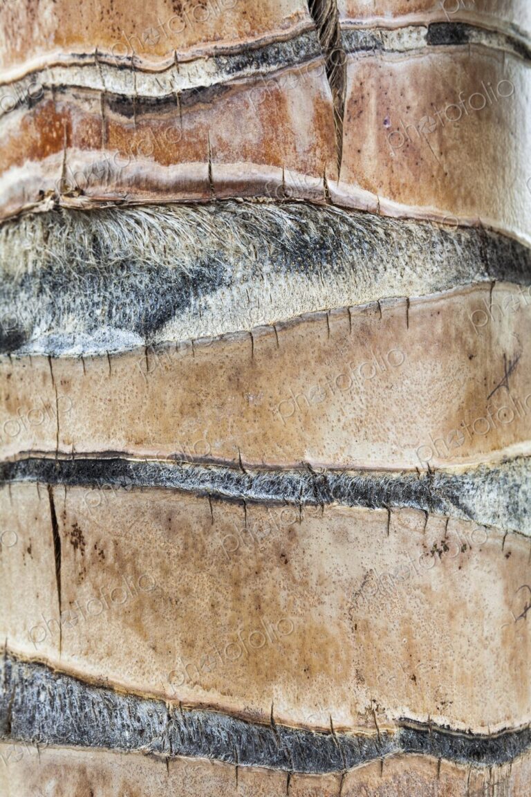 Detailed close-up of the textured trunk of a palm tree in Isla Mujeres, showing…