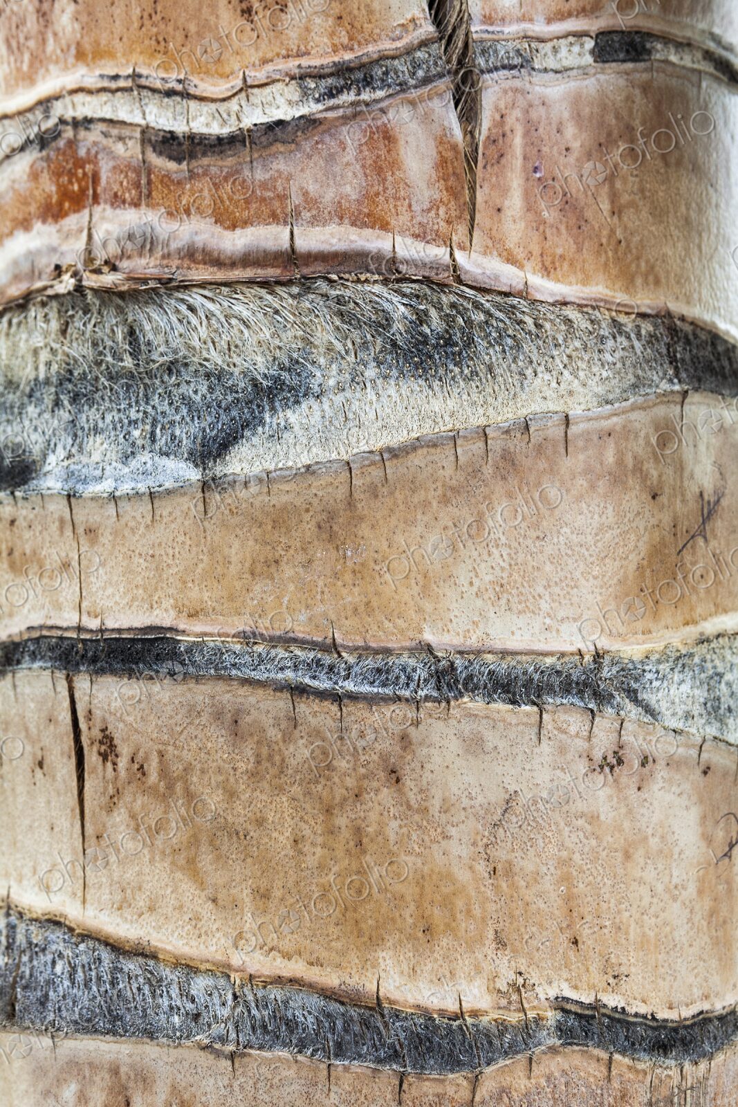 Detailed close-up of the textured trunk of a palm tree in Isla Mujeres, showing…