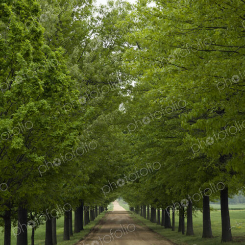 Dirt Road Between Trees