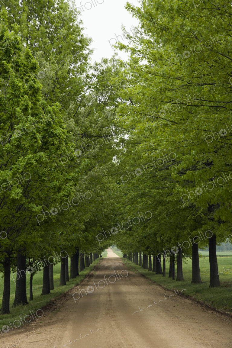 Dirt Road Between Trees