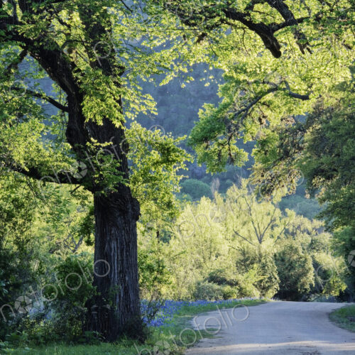 Dirt Road Through Countryside