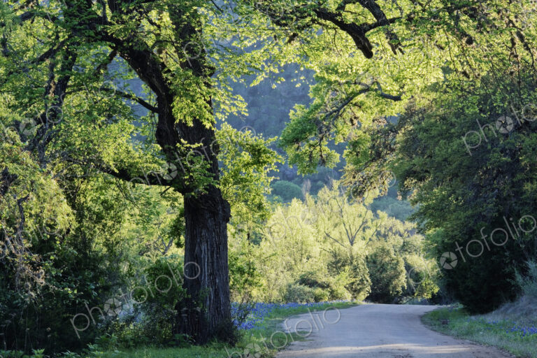 Dirt Road Through Countryside