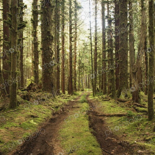 Dirt Road Through Forest Dirt Road Through Forest