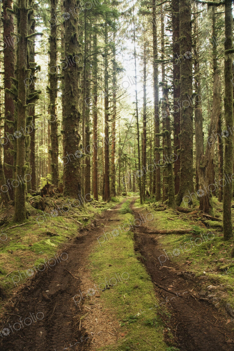 Dirt Road Through Forest
