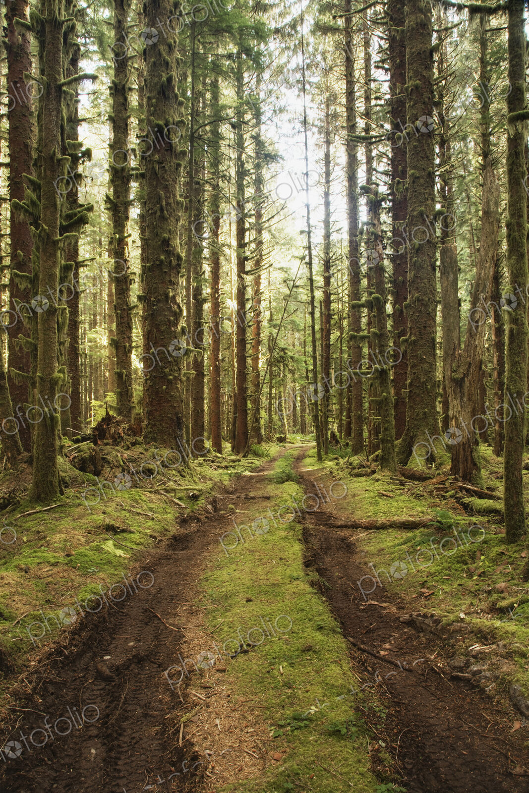 Dirt Road Through Forest