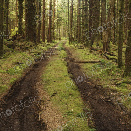 Dirt Road Through Forest Dirt Road Through Forest