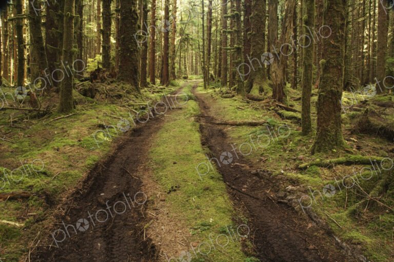 Dirt Road Through Forest