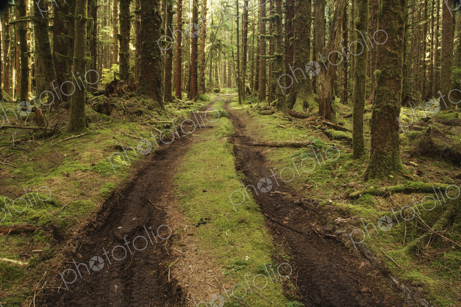 Dirt Road Through Forest