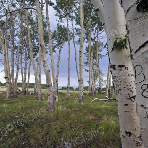 Dirt Road Through Trees