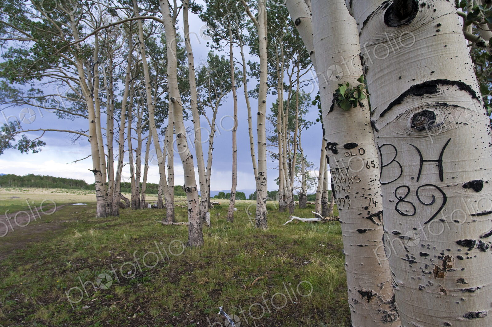 Dirt Road Through Trees