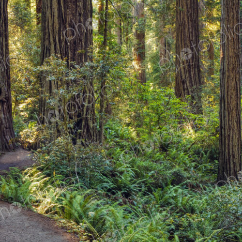 Dirt path in forest