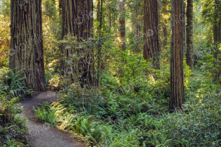 Dirt path in forest