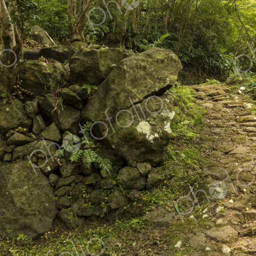 Dirt path in lush forest Dirt path in lush forest