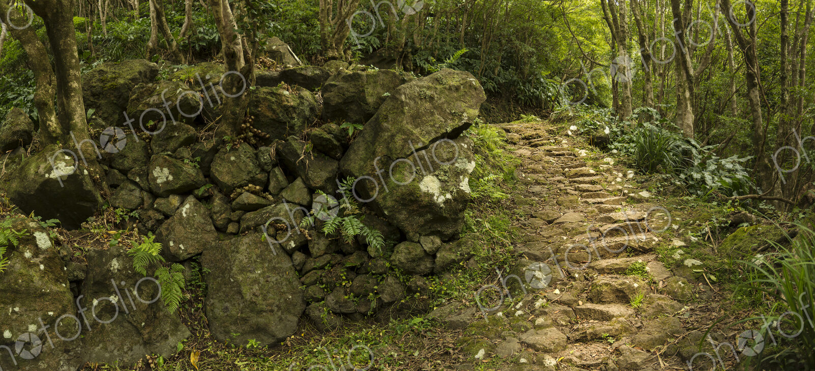 Dirt path in lush forest